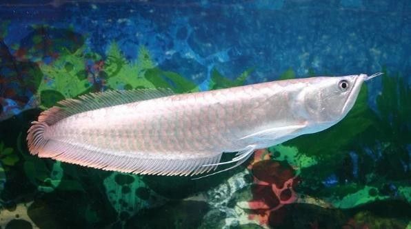 銀龍魚公母區(qū)分圖解圖片