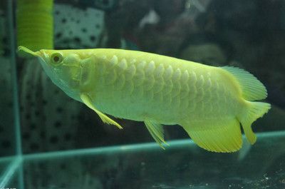 龍魚怎么去除寄生蟲：如何治療龍魚寄生蟲