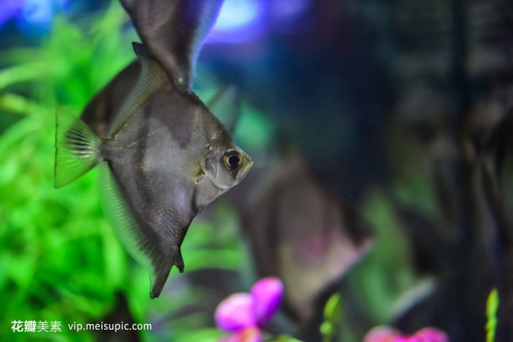 蝙蝠鯧和龍魚能一起養嗎:蝙蝠鯧和龍魚可以混養嗎 龍魚百科 第2張 蝙蝠鯧和龍魚能一起養嗎:蝙蝠鯧和龍魚可以混養嗎 蝙蝠鯧和龍魚能一起養嗎:蝙蝠鯧和龍魚可以混養嗎 龍魚百科 第2張