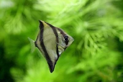 蝙蝠鯧和龍魚能一起養嗎:蝙蝠鯧和龍魚可以混養嗎 龍魚百科 第1張 蝙蝠鯧和龍魚能一起養嗎:蝙蝠鯧和龍魚可以混養嗎 蝙蝠鯧和龍魚能一起養嗎:蝙蝠鯧和龍魚可以混養嗎 龍魚百科 第1張