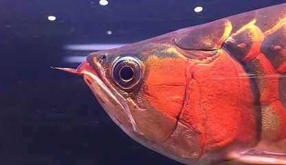 龍魚鯊魚嘴什么意思：“龍魚鯊魚嘴”的飼養技巧，龍魚鯊魚嘴的飼養技巧 龍魚鯊魚嘴什么意思：“龍魚鯊魚嘴”的飼養技巧，龍魚鯊魚嘴的飼養技巧 龍魚百科 第4張