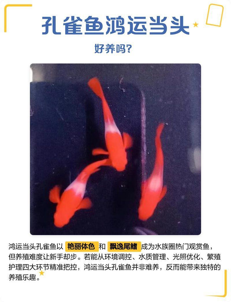 孔雀魚鴻運當頭不耐活 龍魚百科 第2張 孔雀魚鴻運當頭不耐活 孔雀魚鴻運當頭不耐活 龍魚百科 第2張