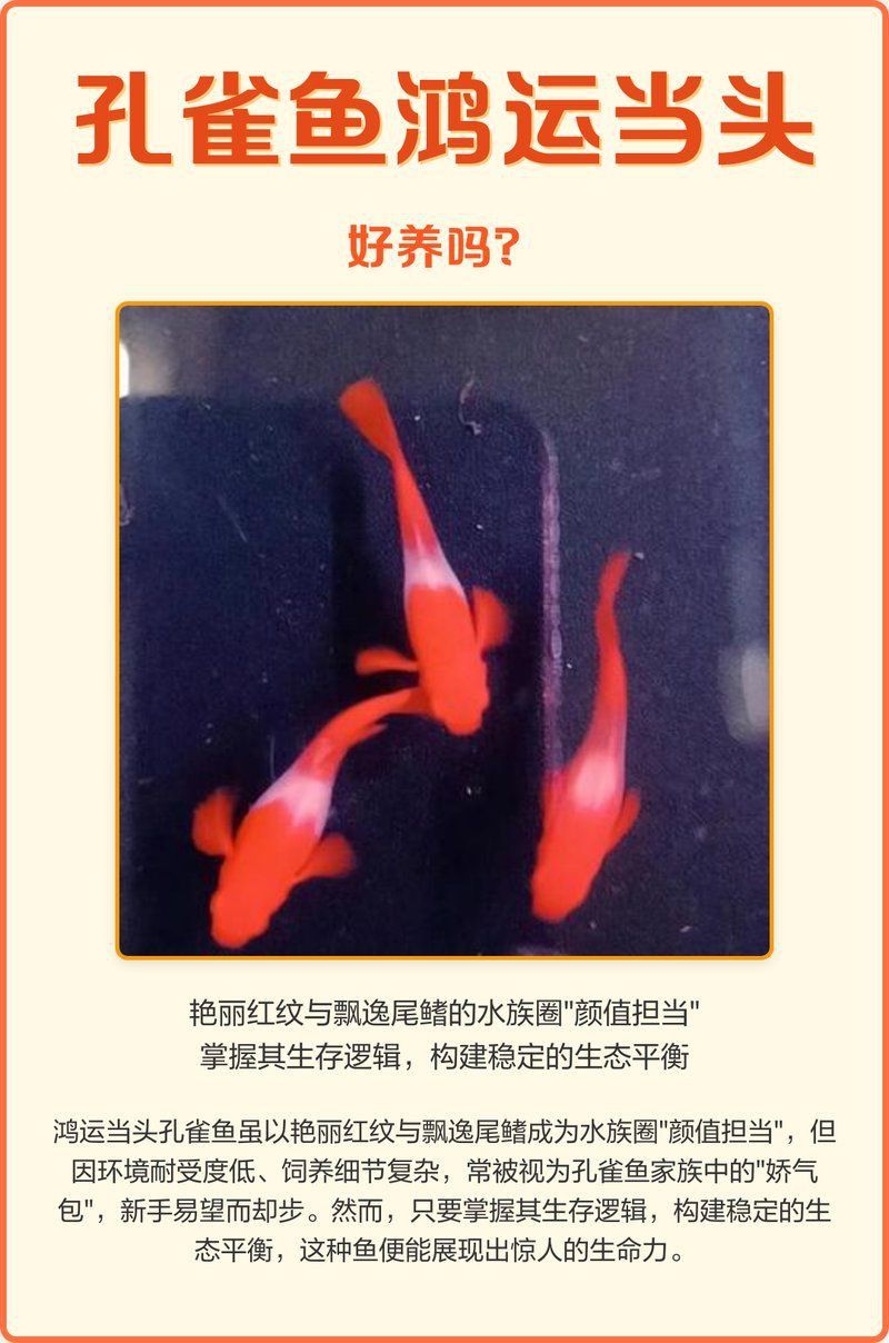 孔雀魚鴻運當頭不耐活 龍魚百科 第1張 孔雀魚鴻運當頭不耐活 孔雀魚鴻運當頭不耐活 龍魚百科 第1張