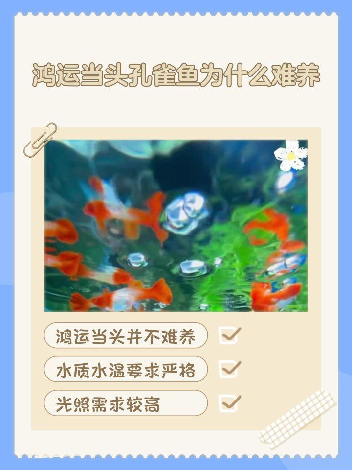 孔雀魚鴻運當頭不耐活 龍魚百科 第3張 孔雀魚鴻運當頭不耐活 孔雀魚鴻運當頭不耐活 龍魚百科 第3張