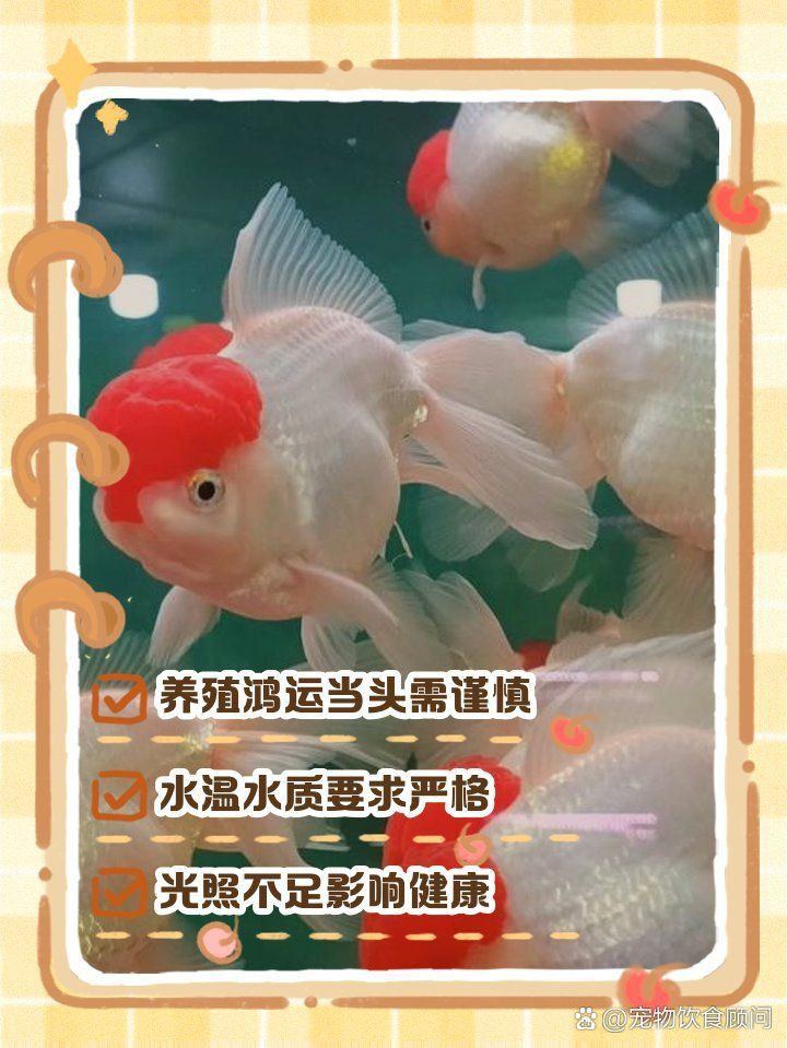 孔雀魚鴻運當頭不耐活 龍魚百科 第4張 孔雀魚鴻運當頭不耐活 孔雀魚鴻運當頭不耐活 龍魚百科 第4張