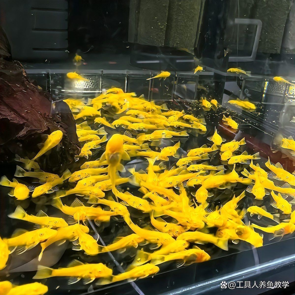 孔雀魚鴻運當頭不耐活 龍魚百科 第5張 孔雀魚鴻運當頭不耐活 孔雀魚鴻運當頭不耐活 龍魚百科 第5張