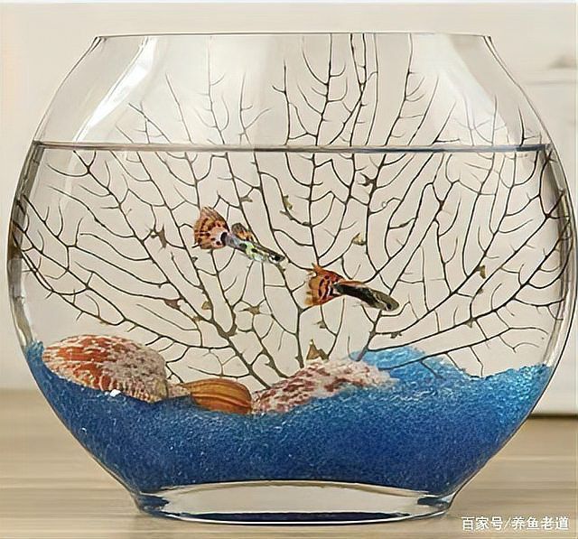 孔雀魚鴻運當頭不耐活 龍魚百科 第6張 孔雀魚鴻運當頭不耐活 孔雀魚鴻運當頭不耐活 龍魚百科 第6張