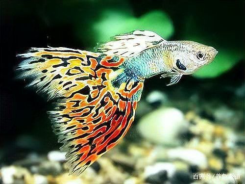 孔雀魚鴻運當頭不耐活 龍魚百科 第7張 孔雀魚鴻運當頭不耐活 孔雀魚鴻運當頭不耐活 龍魚百科 第7張