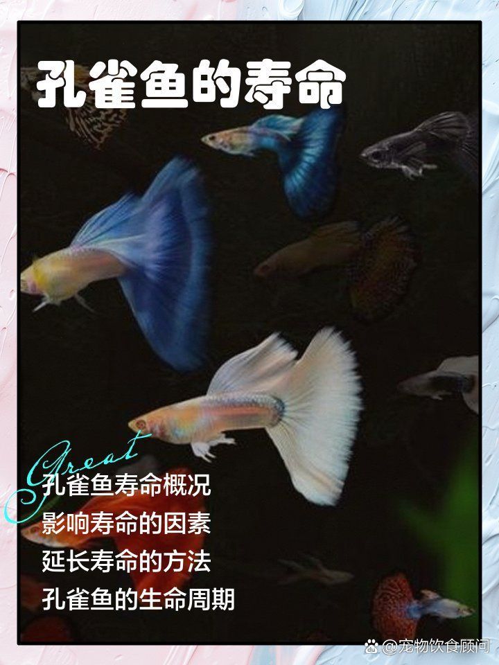 孔雀魚鴻運當頭不耐活 龍魚百科 第8張 孔雀魚鴻運當頭不耐活 孔雀魚鴻運當頭不耐活 龍魚百科 第8張