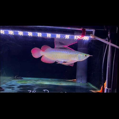 如何找到高清的紅龍魚壁紙？ 如何找到高清的紅龍魚壁紙？ 龍魚百科 第15張