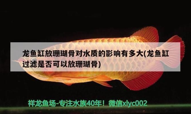 龍魚缸放珊瑚骨影響：在龍魚缸中放置珊瑚骨對水質(zhì)和龍魚健康的影響是非常重要的 龍魚缸放珊瑚骨影響：在龍魚缸中放置珊瑚骨對水質(zhì)和龍魚健康的影響是非常重要的 龍魚百科 第2張
