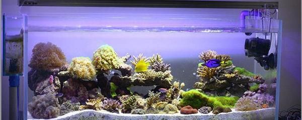 龍魚缸放珊瑚骨影響：在龍魚缸中放置珊瑚骨對水質(zhì)和龍魚健康的影響是非常重要的 龍魚缸放珊瑚骨影響：在龍魚缸中放置珊瑚骨對水質(zhì)和龍魚健康的影響是非常重要的 龍魚百科 第5張