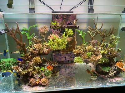 龍魚缸放珊瑚骨影響：在龍魚缸中放置珊瑚骨對水質(zhì)和龍魚健康的影響是非常重要的 龍魚缸放珊瑚骨影響：在龍魚缸中放置珊瑚骨對水質(zhì)和龍魚健康的影響是非常重要的 龍魚百科 第4張