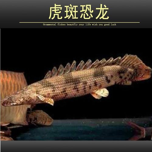 虎斑恐龍魚兇猛嗎圖片欣賞一下