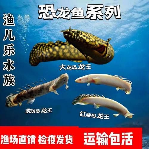 虎斑恐龍魚兇猛嗎圖片欣賞一下