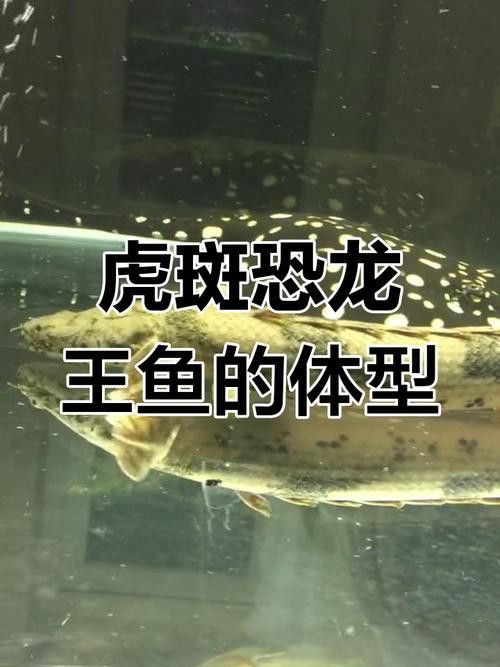 虎斑恐龍魚兇猛嗎圖片欣賞一下