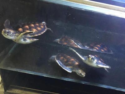 龍魚配什么龜（想將龍魚與龜類混養(yǎng)，需要注意以下幾個(gè)因素）