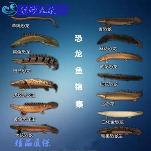 虎皮恐龍魚長什么樣圖片大全