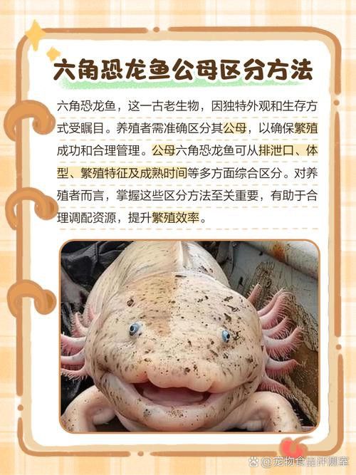 虎皮恐龍魚長什么樣圖片大全