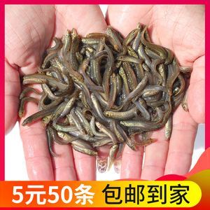 龍魚專用餌料有哪些，龍魚專用餌料品牌