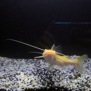 龍魚混養(yǎng)品牌推薦：龍魚混養(yǎng)品牌有哪些