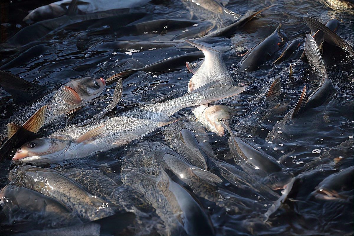 如何辨別海龍魚是否受污染？