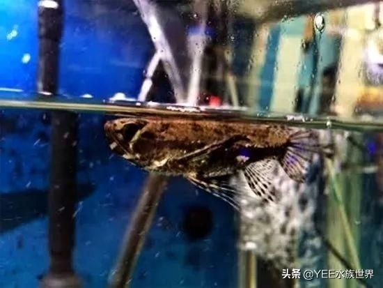 龍魚最便宜的：金龍魚和紅龍魚的價(jià)格是最好、最好、最貴的品種是什么