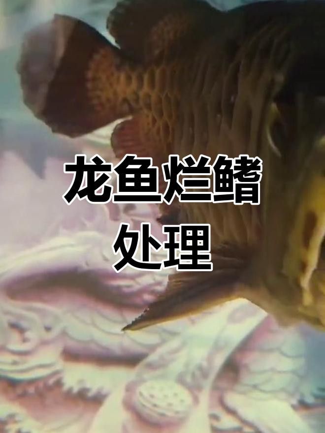 如何判斷龍魚是否感染爛鰭病？ 如何判斷龍魚是否感染爛鰭病？ 龍魚百科 第5張