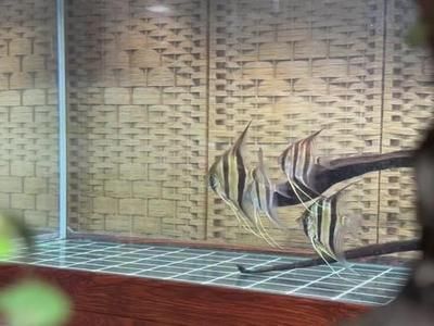 雷斯塔瑞龍魚(yú)屬于什么檔次（雷斯塔瑞龍魚(yú)屬于什么檔次雷斯塔瑞龍魚(yú)市場(chǎng)流行趨勢(shì)）