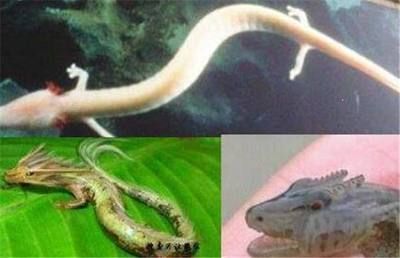 雷斯塔瑞龍魚(yú)屬于什么檔次（雷斯塔瑞龍魚(yú)屬于什么檔次雷斯塔瑞龍魚(yú)市場(chǎng)流行趨勢(shì)）