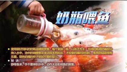 雷斯塔瑞龍魚(yú)屬于什么檔次（雷斯塔瑞龍魚(yú)屬于什么檔次雷斯塔瑞龍魚(yú)市場(chǎng)流行趨勢(shì)）