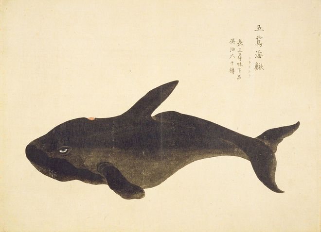 雷斯塔瑞龍魚(yú)屬于什么檔次（雷斯塔瑞龍魚(yú)屬于什么檔次雷斯塔瑞龍魚(yú)市場(chǎng)流行趨勢(shì)）