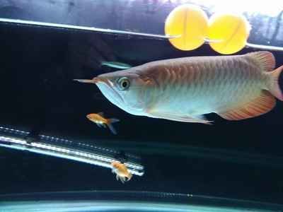 紅龍魚嘴歪了怎么做手術：紅龍魚嘴歪了如何進行手術