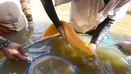 紅龍魚嘴歪了怎么做手術：紅龍魚嘴歪了如何進行手術
