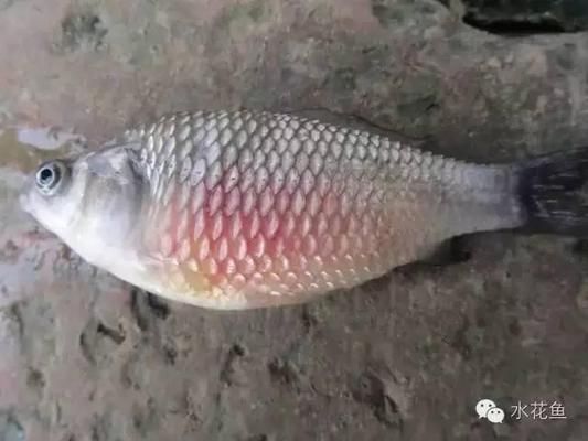 龍魚打架掉鱗能恢復嗎：龍魚打架導致掉鱗可以恢復嗎 龍魚打架掉鱗能恢復嗎：龍魚打架導致掉鱗可以恢復嗎 龍魚百科 第1張