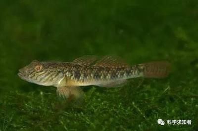 蝦虎魚可以喂龍魚嗎：蝦虎魚可以作為龍魚的食物，然而蝦虎魚可以作為龍魚的食物