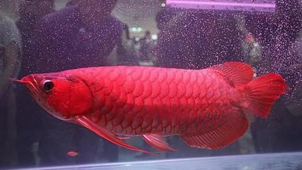 白色的觀賞魚(yú)叫什么龍：白色觀賞魚(yú)的養(yǎng)殖注意事項(xiàng)白色觀賞魚(yú)的種類(lèi)有哪些