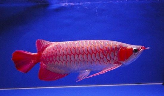 白色的觀賞魚叫什么龍：白色觀賞魚的養殖注意事項白色觀賞魚的種類有哪些