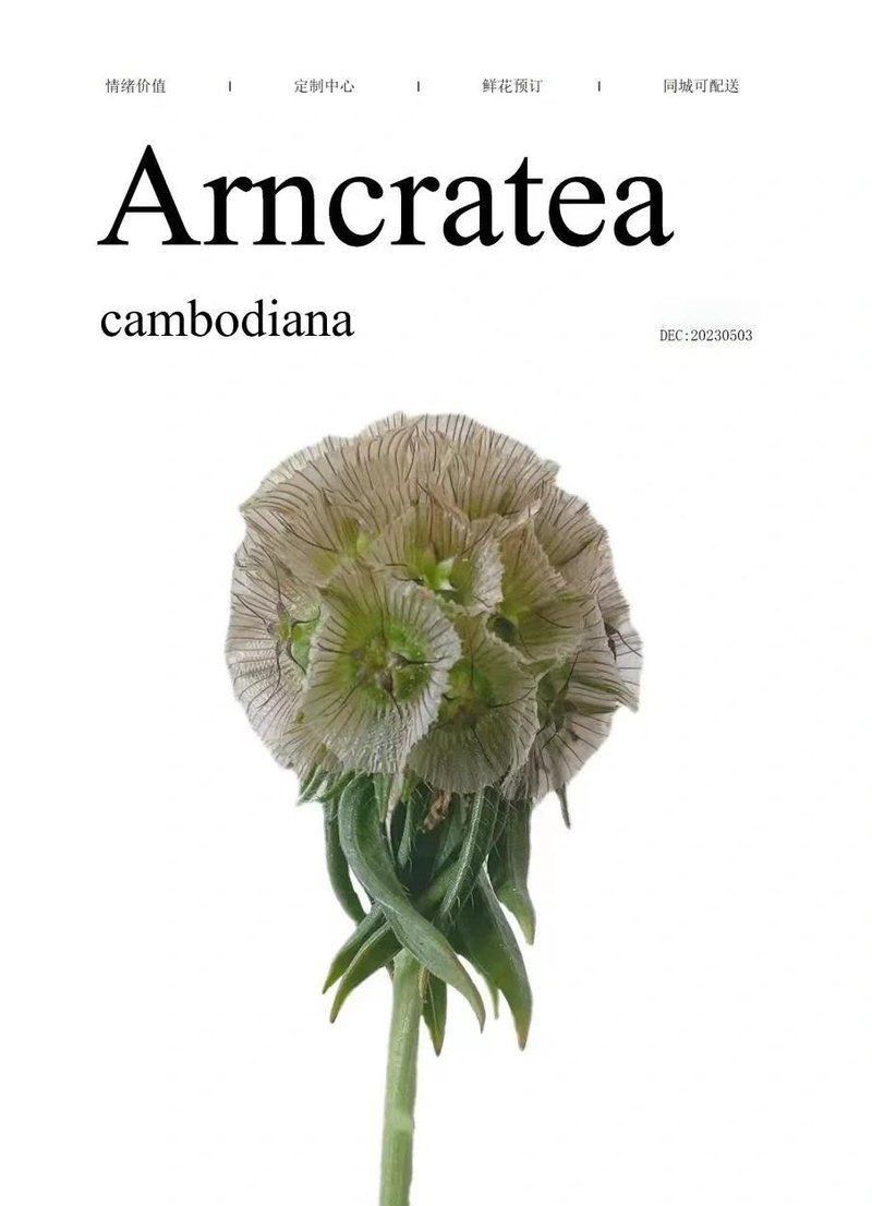 馬來西亞風車果是什么植物 馬來西亞風車果是什么植物 龍魚百科 第2張