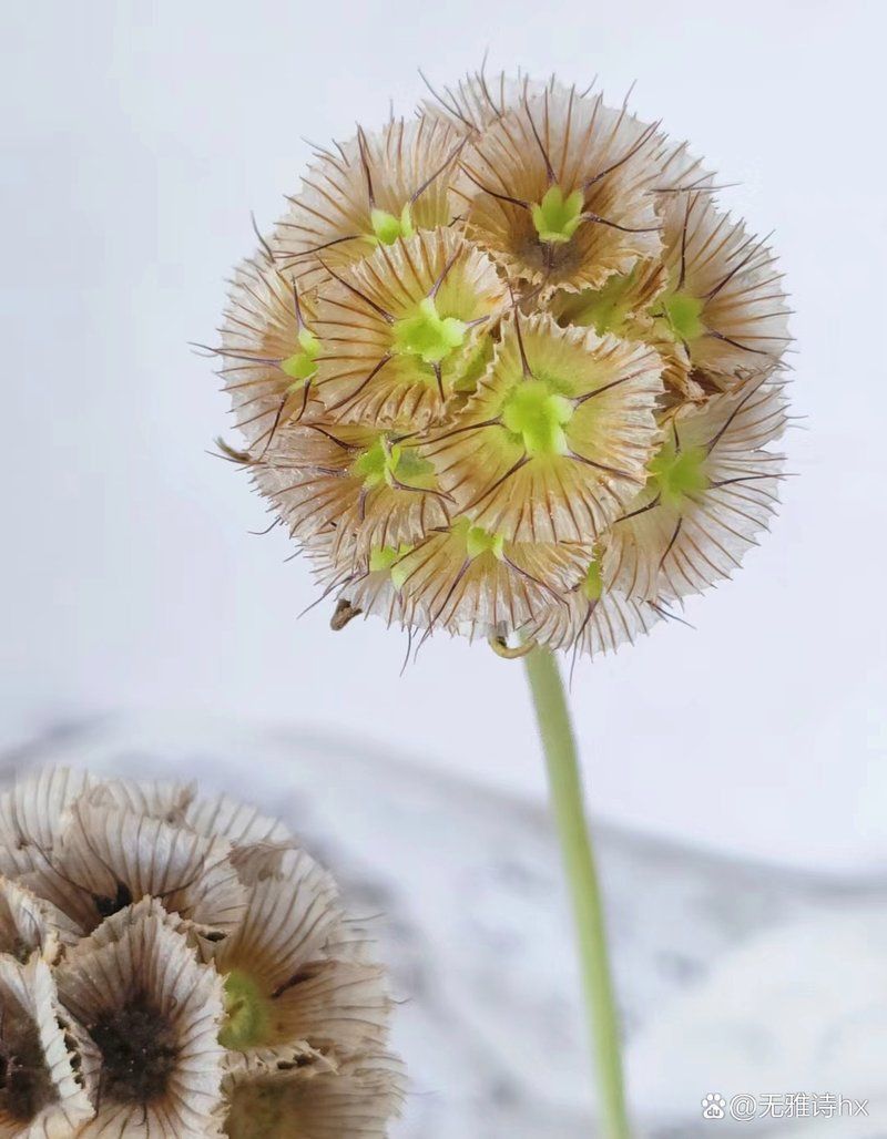 馬來西亞風車果是什么植物 馬來西亞風車果是什么植物 龍魚百科 第5張