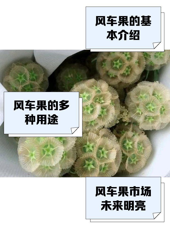 馬來西亞風車果是什么植物 馬來西亞風車果是什么植物 龍魚百科 第4張