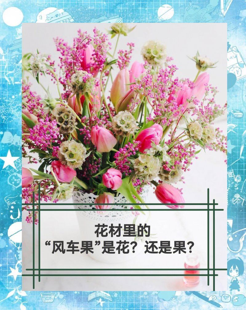 馬來西亞風車果是什么植物 馬來西亞風車果是什么植物 龍魚百科 第10張