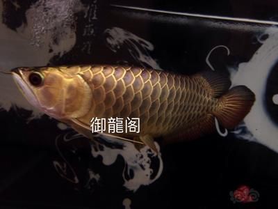 養(yǎng)龍魚過濾棉多長時間洗一回啊：養(yǎng)龍魚時過濾棉的清洗頻率 養(yǎng)龍魚過濾棉多長時間洗一回?。吼B(yǎng)龍魚時過濾棉的清洗頻率 龍魚百科 第3張