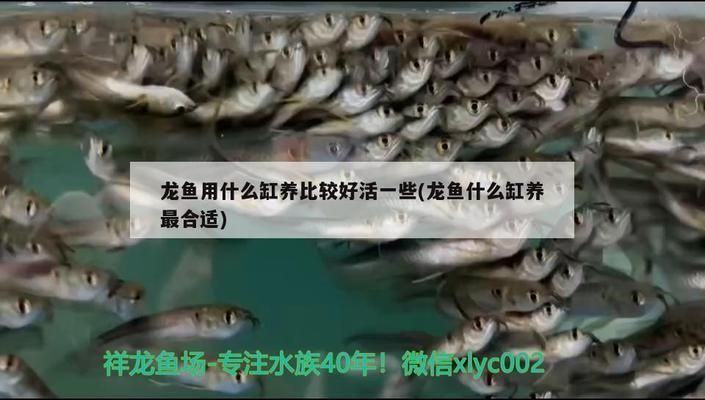 龍魚用什么缸養比較好活一些：飼養龍魚時，選擇合適的魚缸對于龍魚的健康和生活質量至關重要