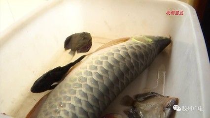 紅龍魚掉了一片鱗：紅龍魚掉鱗怎么辦