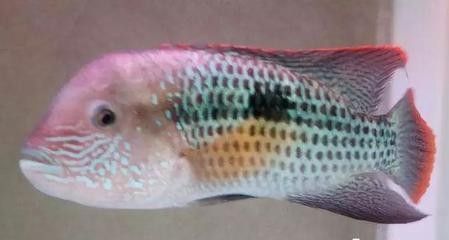 龍魚和龍魚咬怎么辦：龍魚和其咬合行為是一個需要關注的問題，龍魚心理壓力緩解方法