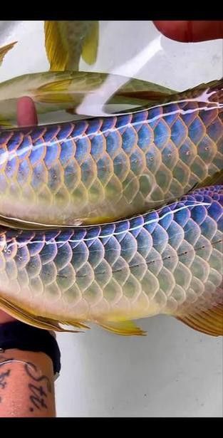 如何判斷一個古典過背金龍魚缸的質量？