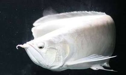 龍魚開燈時間長會掉眼嗎：龍魚開燈時間長會導致掉眼嗎？