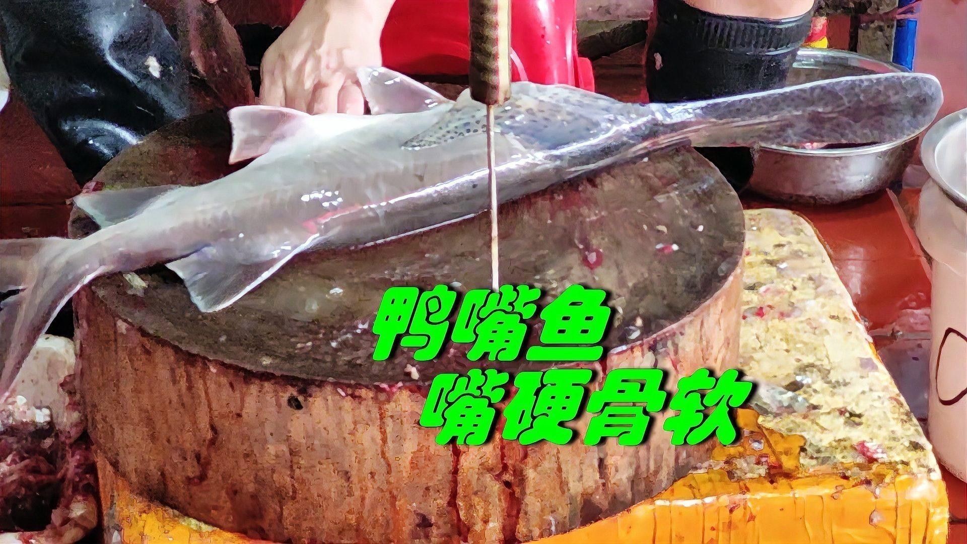 海水觀賞魚鴨嘴龍魚怎么養 海水觀賞魚鴨嘴龍魚怎么養 龍魚百科 第3張