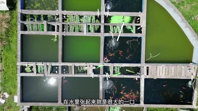 海水觀賞魚鴨嘴龍魚怎么養 海水觀賞魚鴨嘴龍魚怎么養 龍魚百科 第5張